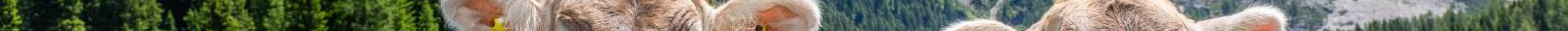 I RITI DELL’ALPEGGIO *** oldNewsId: n1738
