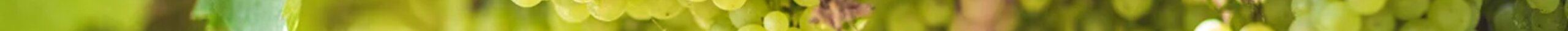 VENDEMMIA DIDATTICA