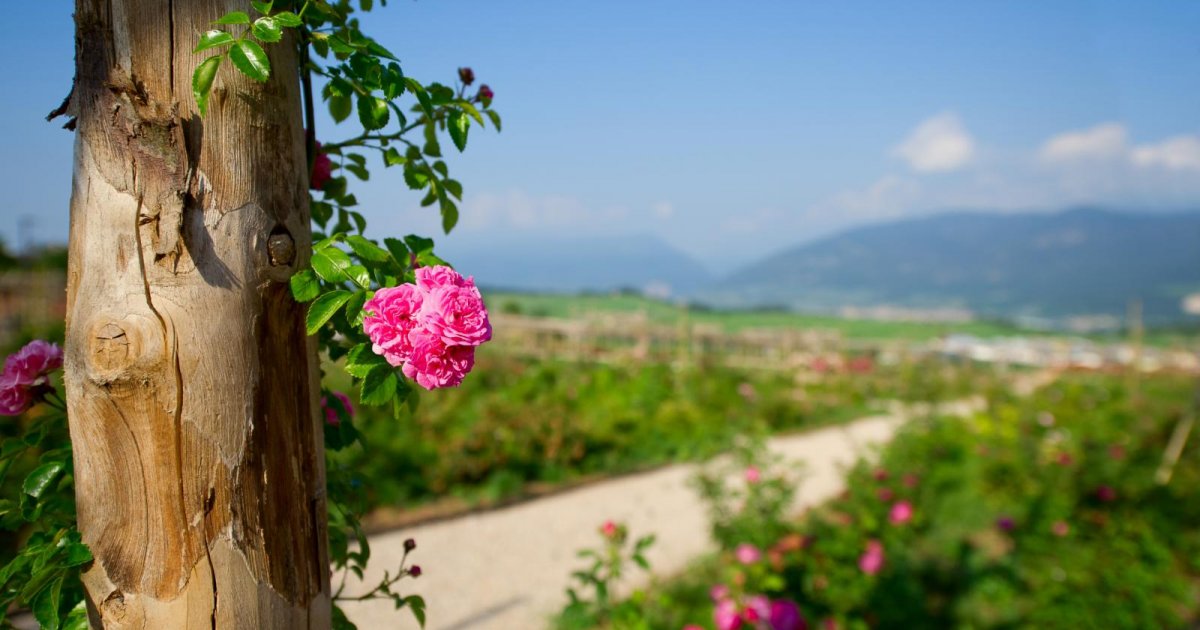 Giardino della Rosa - Comune di Ronzone - Tastetrentino