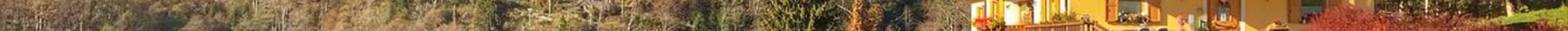 Trekking con gli asini: speciale foliage