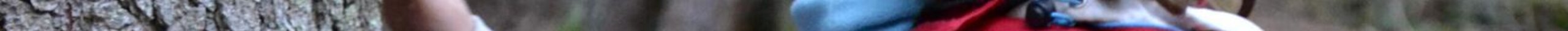 NOTTE AL PARCO - PANEVEGGIO  *** oldNewsId: n628