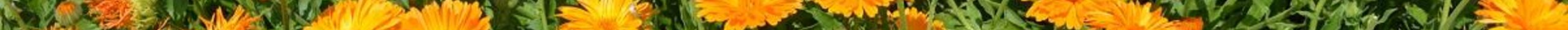 LABORATORIO con ERBE & FIORI: LA CALENDULA